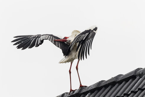 Deutschland, Storch auf Dach - SR000454