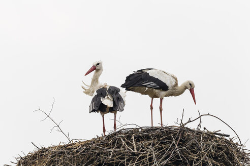 Deutschland, Störche mit Nest auf dem Dach - SR000455