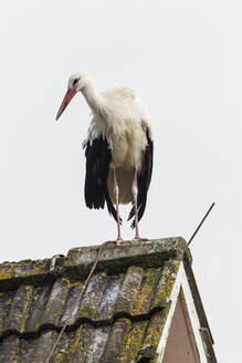 Deutschland, Storch auf Dach - SR000456