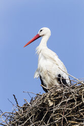 Deutschland, Storch nistet auf Dach - SR000457