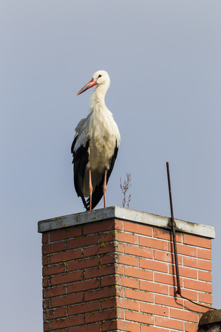 Deutschland, Storch auf Schornstein, lizenzfreies Stockfoto