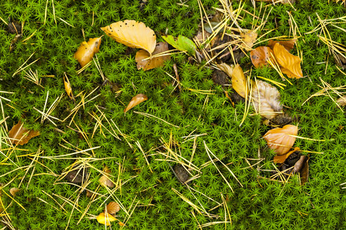 Germany, Fuldabruck, Leaves and moss on forest soil - SR000459