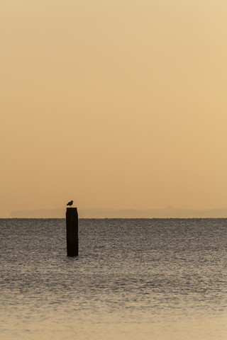 Deutschland, Timmendorfer Strand, Möwe auf Pfahl in der Ostsee, lizenzfreies Stockfoto