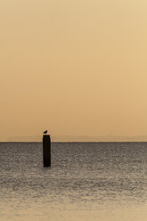 Germany, Timmendorfer Strand, Seagull perching on post in Baltic Sea - SR000398