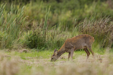 Germany, Niendorf, Roe deer in grass - SR000397