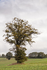 Germany, Oak tree in field near Altenkrempe - SR000460