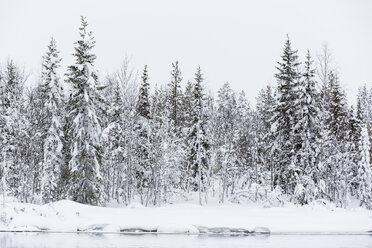 Finnland, Schneebedeckte Bäume - SR000394