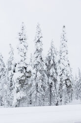 Finnland, Schneebedeckte Bäume - SR000393