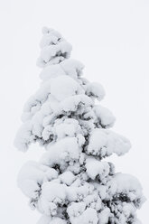 Finnland, Schneebedeckter Baum - SR000392