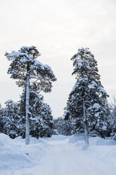 Finland, Saariselkae, Snow-capped trees - SR000391