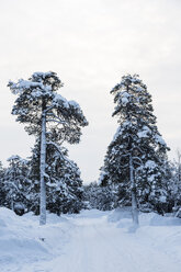 Finnland, Saariselkae, Schneebedeckte Bäume - SR000391