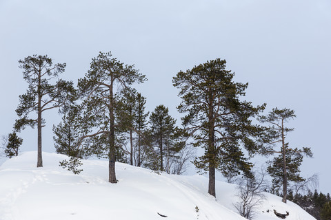 Finnland, Inari, Bäume in Winterlandschaft, lizenzfreies Stockfoto