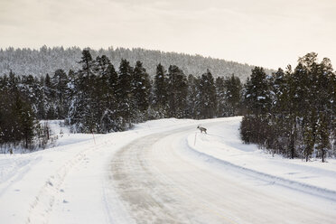 Finland, Winter landscape near Inari - SR000387