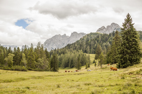 Österreich, Lungau, Kühe in alpiner Landschaft, lizenzfreies Stockfoto