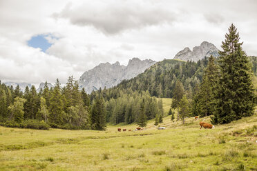 Österreich, Lungau, Kühe in alpiner Landschaft - KVF000039