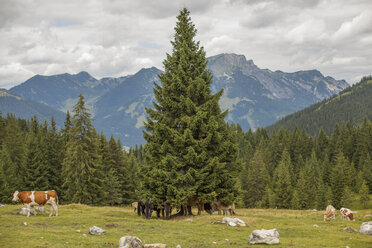 Austria, Gosau, cows and horses on alpine meadow - KVF000044