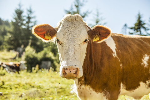 Österreich, Gosau, Porträt einer Kuh, lizenzfreies Stockfoto