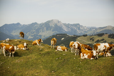 Österreich, Gosau, Kühe auf Almwiese - KVF000048