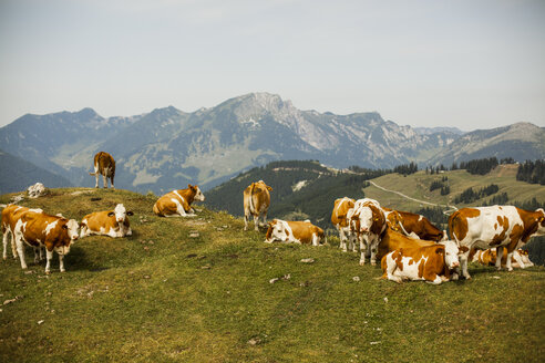 Österreich, Gosau, Kühe auf Almwiese - KVF000048