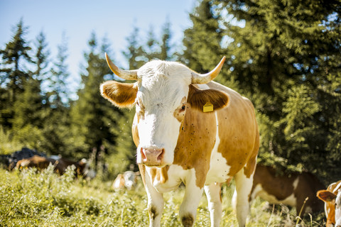 Austria, Gosau, portrait of cow stock photo