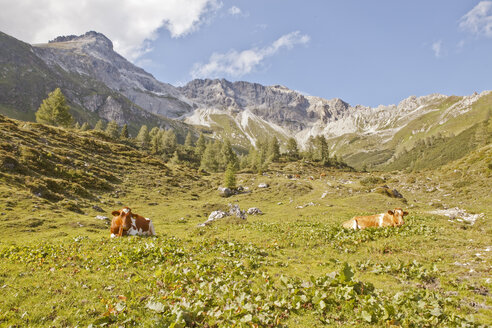 Österreich, Lungau, Kühe in alpiner Landschaft - KVF000055