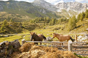 Austria, Lungau, horses on paddock in alpine landscape - KVF000058