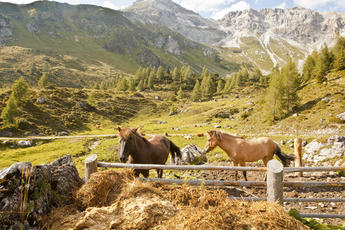 Österreich, Lungau, Pferde auf Koppel in alpiner Landschaft - KVF000058