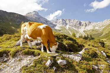 Austria, Lungau, cow in alpine landscape - KVF000092