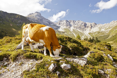 Österreich, Lungau, Kuh in alpiner Landschaft - KVF000092