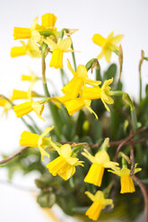 Narzisse (Narcissus pseudonarcissus) in einer Vase - MAEF008211