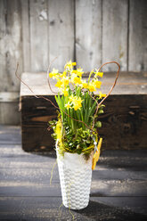 Narzisse (Narcissus pseudonarcissus) in einer Vase - MAEF008210