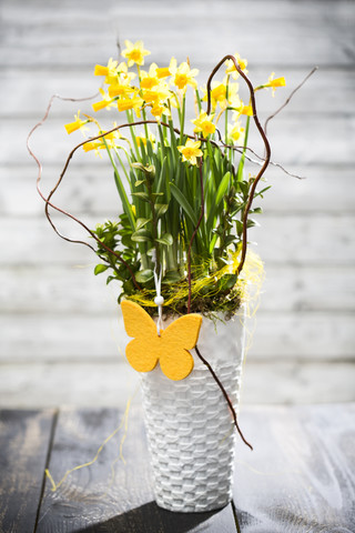 Narzisse (Narcissus pseudonarcissus) in einer Vase, lizenzfreies Stockfoto
