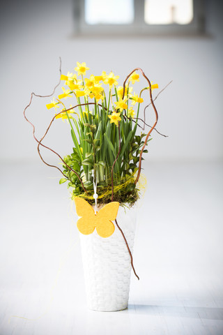 Narzisse (Narcissus pseudonarcissus) in einer Vase, lizenzfreies Stockfoto