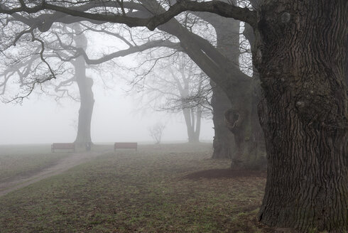 Deutschland, Hamburg, Jenischpark im Nebel - RJF000038