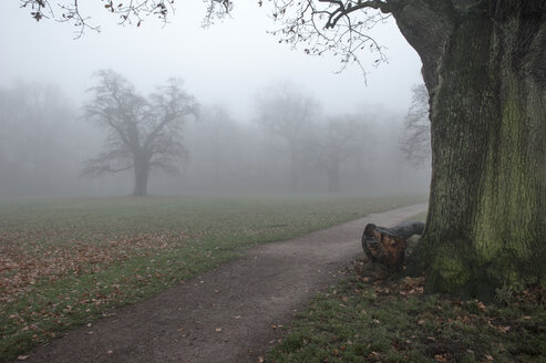 Germany, Hamburg, Jenischpark in fog - RJF000037