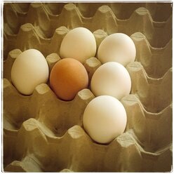 Eggs in egg carton - CMF000075