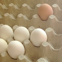 Eggs in egg carton - CMF000080