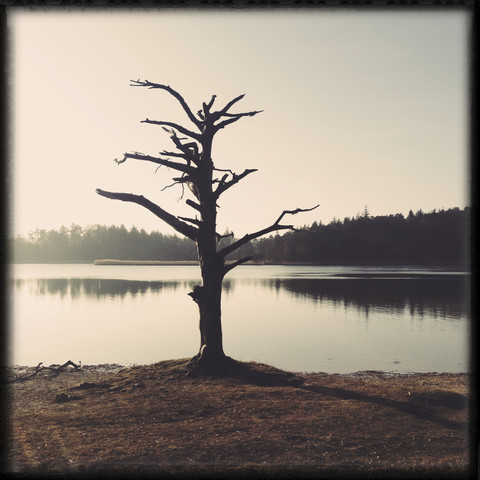 Surreal Tree, Fohnsee, Osterseen, Iffeldorf, Bayern, Deustchland, lizenzfreies Stockfoto