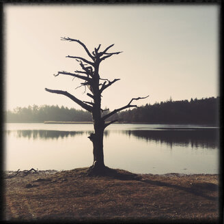Surreal Tree, Fohnsee, Osterseen, Iffeldorf, Bayern, Deustchland - GSF000845
