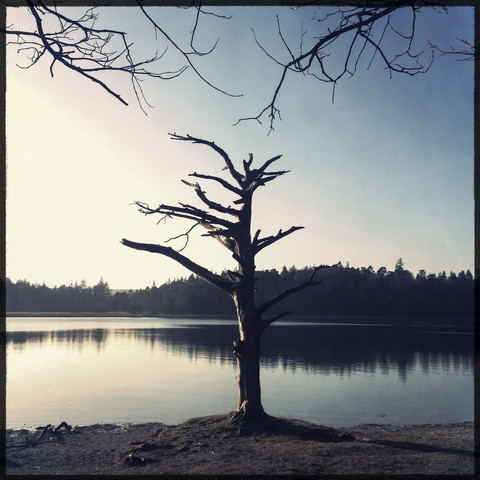 Surreal Tree, Fohnsee, Osterseen, Iffeldorf, Bayern, Deustchland, lizenzfreies Stockfoto