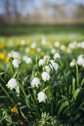 Germany, Baden-Wuerttemberg, Spring Snowflake Flower (Leucojum vernum) on meadow - ELF000918