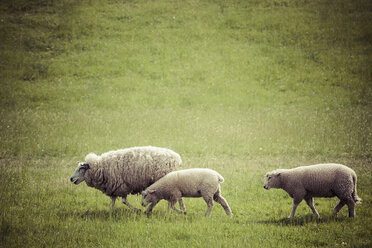 Deutschland, Schafe und zwei Lämmer auf dem Weg - KRPF000377