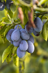 Germany, Hamburg region, Plums on tree - KRPF000396