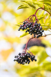 Germany, Hamburg region, Elder berries - KRPF000398