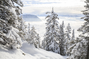 Österreich, Kufstein, Winterwald in den Alpen - VTF000183