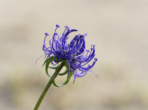 Deutschland, Bayern, Oberbayern, Isarauen, Rundblättriger Ampfer (Phyteuma orbiculare) - SIEF005196