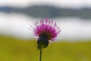 Deutschland, Bayern, Oberbayern, Melancholiedistel (Cirsium heterophyllum) - SIEF005190