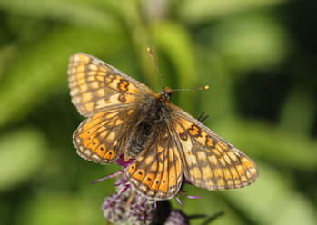 Germany, Bavaria, Upper Bavaria, Marsh Fritillary (Euphydryas aurinia) - SIEF005188