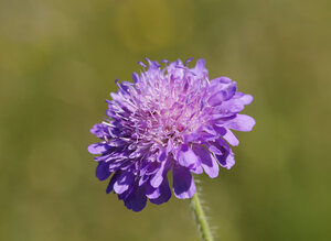 Deutschland, Bayern, Oberbayern, Blühender Ackerscharbockskraut (Knautia arvensis), Nahaufnahme - SIEF005186