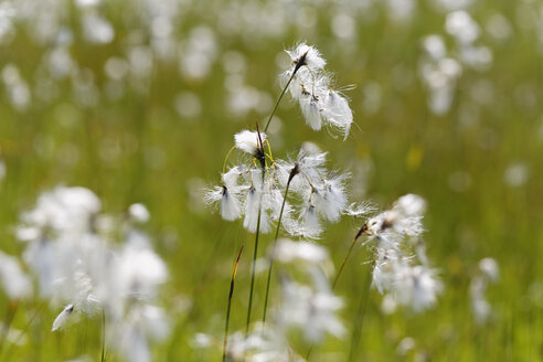 Deutschland, Bayern, Oberbayern, Breitblättrige Segge (Eriophorum latifolium) - SIEF005183